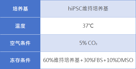 人诱导多能干细胞图片5.jpg