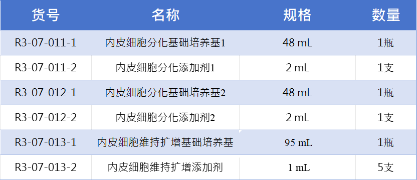 内皮细胞4.jpg